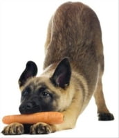 Choosing a Healthy Diet For Your Dog