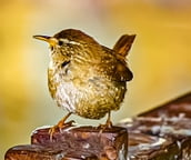 Dans la peau d un oiseau