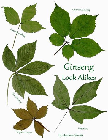 Ginseng Look-Alikes - Madison Woods