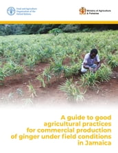 A Guide to Good Agricultural Practices for Commercial Production of Ginger under Field Conditions in Jamaica