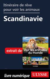 Itinéraire de rêve pour voir les animaux - Scandinavie