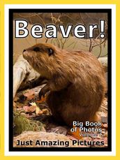 Just Beaver Photos! Big Book of Photographs & Pictures of Beavers, Vol. 1