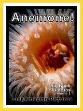 Just Sea Anemone Photos! Big Book of Photographs & Pictures of Under Water Ocean Sea Anemones, Vol. 1
