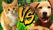 Kitten vs puppy