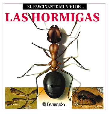 Las Hormigas - Maira Àngels Julivert