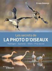 Les secrets de la photo d oiseaux