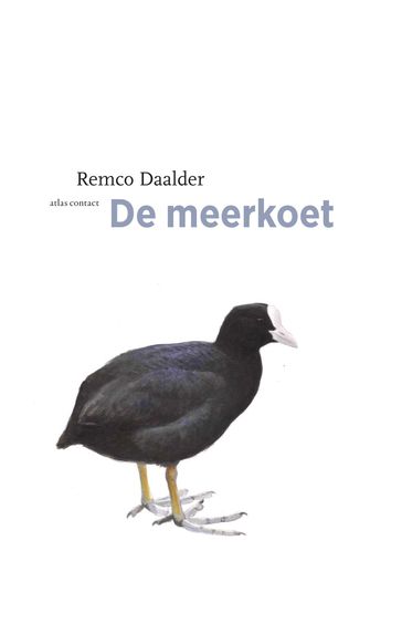 Meerkoet - Remco Daalder