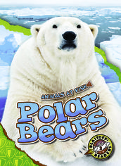 Polar Bears