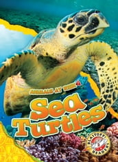 Sea Turtles