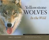 Yellowstone Wolves in the Wild