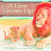 A Lion Grows Up
