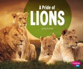 A Pride of Lions