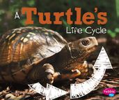 A Turtle s Life Cycle
