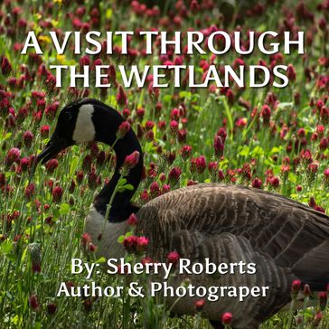 A Visit Through the Wetlands - Sherry Roberts