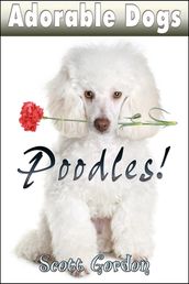 Adorable Dogs: Poodles!