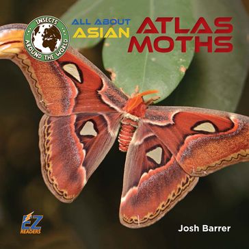 All About Asian Atlas Moths - Josh Barrer