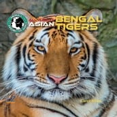 All About Asian Bengal Tigers