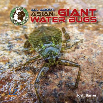 All About Asian Giant Water Bugs - Josh Barrer