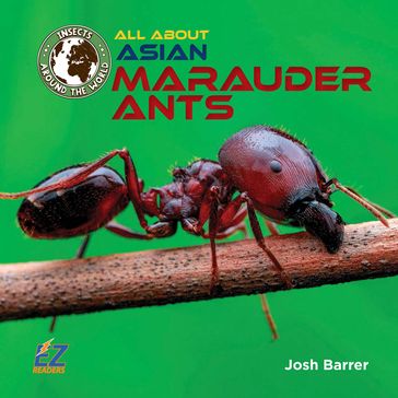 All About Asian Marauder Ants - Josh Barrer