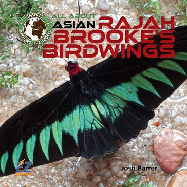 All About Asian Rajah Brooke's Birdwings - Josh Barrer