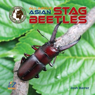 All About Asian Stag Beetles - Josh Barrer