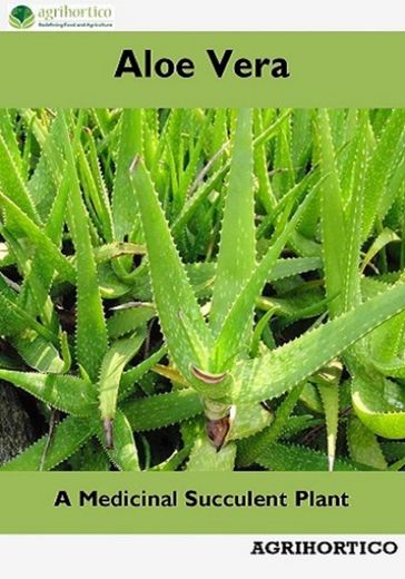 Aloe Vera: A Medicinal Succulent Plant - AGRIHORTICO