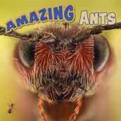 Amazing Ants