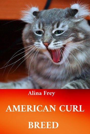 American Curl Breed - Alina Frey