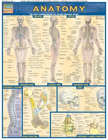 Anatomy - Inc BarCharts