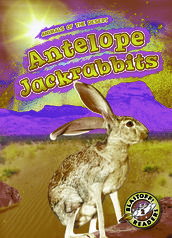 Antelope Jackrabbits