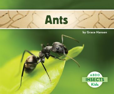Ants - Grace Hansen