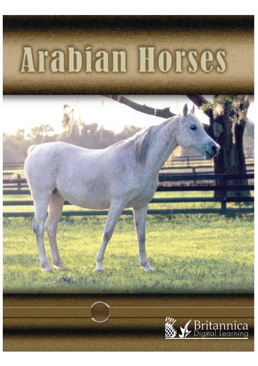 Arabian Horses - Lynn Stone