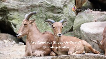 Are Aoudads Sheep Or Goats? - Pradeep Aradhya