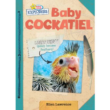 Baby Cockatiel - Ellen Lawrence