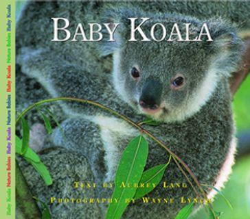 Baby Koala - Aubrey Lang - Dr. Wayne Lynch