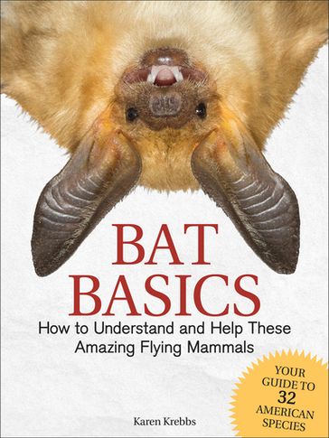 Bat Basics - Karen Krebbs