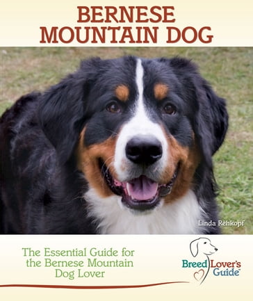 Bernese Mountain Dog - Linda Rehkopf