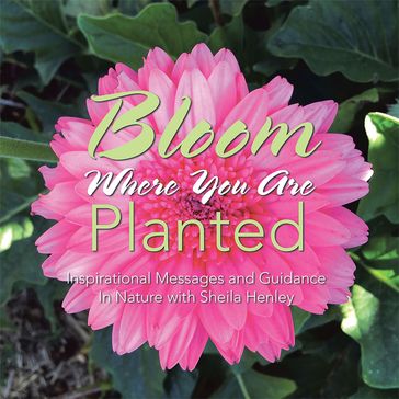 Bloom Where You Are Planted - Sheila Henley