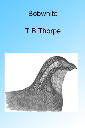 Bobwhite - Thomas Bangs Thorpe