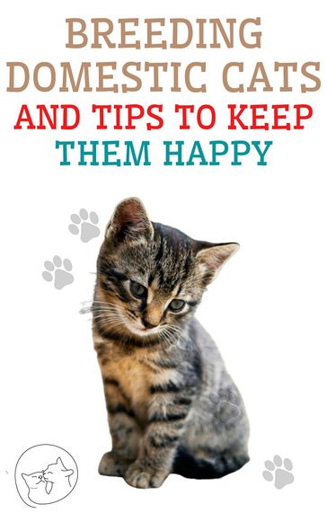 Breeding domestic cats and tips to keep them happy - Edwin Pinto