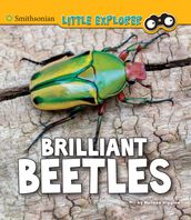 Brilliant Beetles