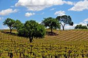 California Wine Country - The Napa Valley