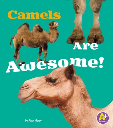 Camels Are Awesome! - Allan Morey