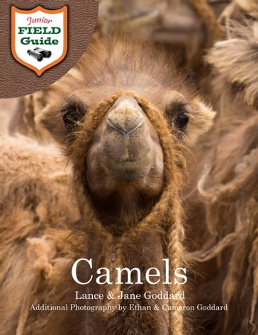 Camels - Cameron Goddard - Ethan Goddard - Jane Goddard - Lance Goddard