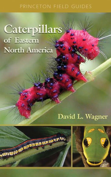 Caterpillars of Eastern North America - David L. Wagner