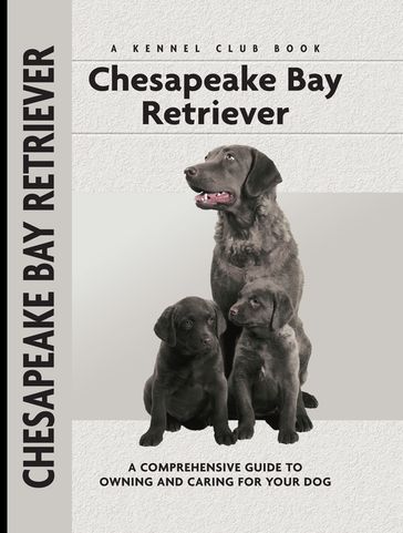 Chesapeake Bay Retriever - Nona Kilgore Bauer