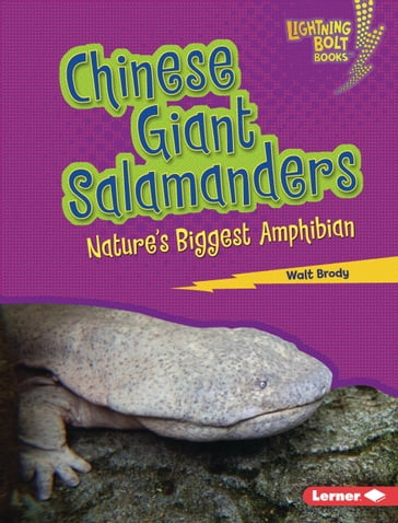 Chinese Giant Salamanders - Walt Brody