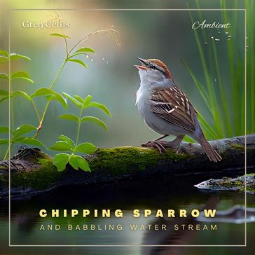 Chipping Sparrow and Babbling Water Stream - Greg Cetus