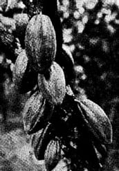 Cocoa and Chocolate: Their History from Plantation to Consumer (1920)