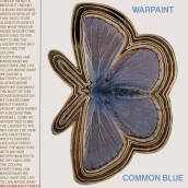 Common blue, underneath (7